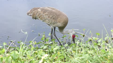 Sandhill Crane feeds near lake