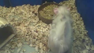 Abyssinian guinea pig eats some, he's really fluffy [Nature & Animals]