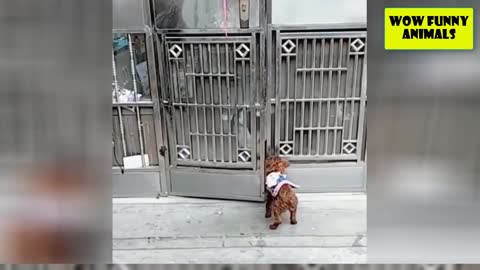 Dog Fun with Door