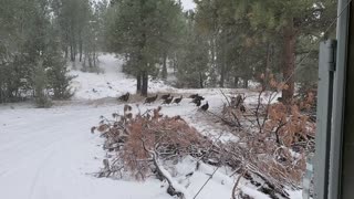 Wild Turkeys on our Property 2