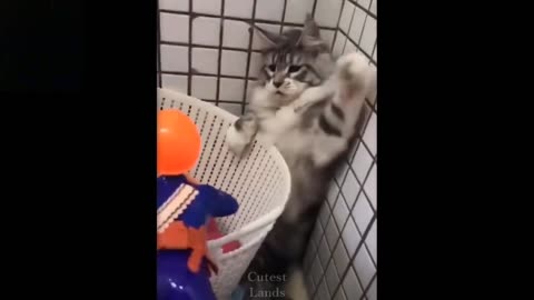 The Cat Is Fighting The Soldier (REALLY FUNNY)