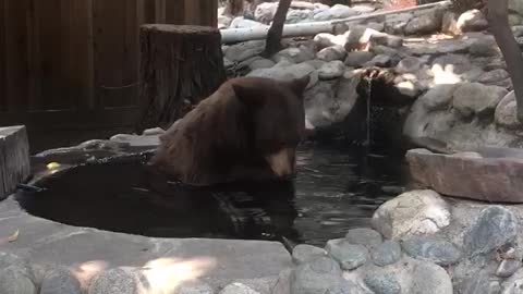 Bear Bathes in California Pond