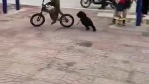 Monkey Steals Bike And Rides It
