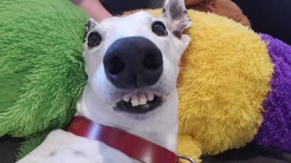 Happy Hound Can't Contain Her Excitement