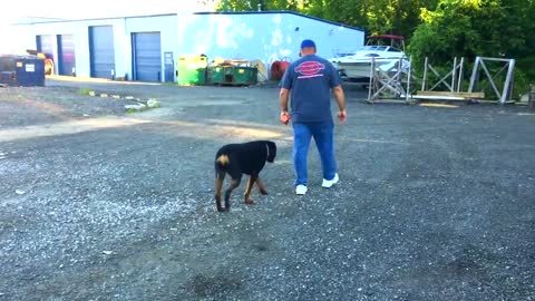 Rottweiler, Eli! Rottweiler Dog Training In DC, Virginia, and Maryland!