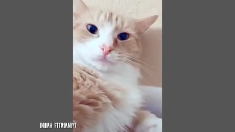 collection of funny cat videos