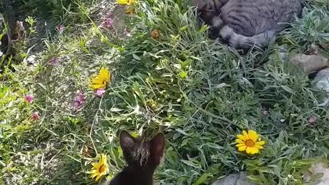 Cat and kittens