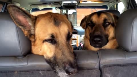 Oh! Oh! They did it? Dog Funny? German Shepherd Love