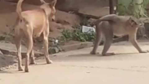 Monkey Doesnt Want Dog Smelling Its Bottom