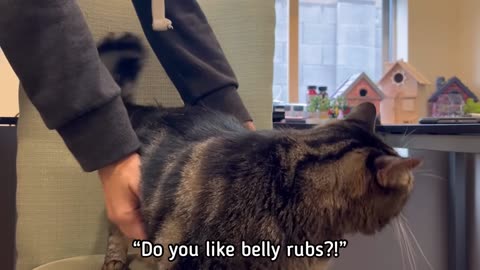 Penny the talking cat had a LOT to say in our interview!.f248