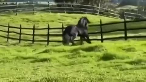 WATCH MAGIC GALLOP OF THIS JET BLACK BEAUTIFUL HORSE