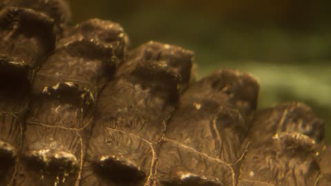 Body of Alligator underwater pan