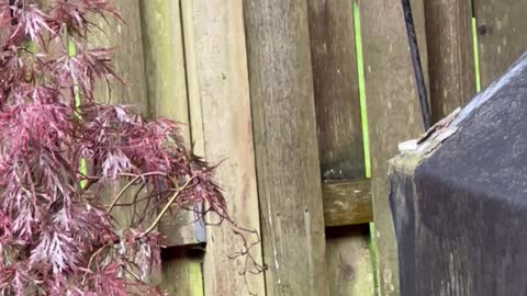 Male Downy Woodpecker at the hot-pepper suet feeder