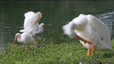 White waterfowl