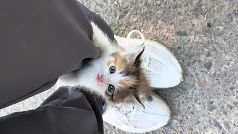 Cute kitten crawls up to the human!