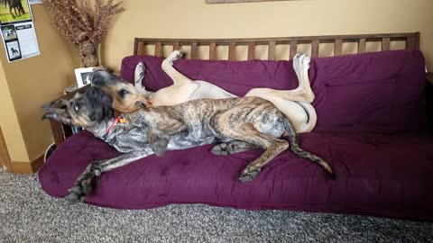 Lazy Great Danes both want the same spot on the couch