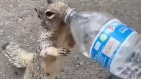 Rumble#01 Video A "thirsty squirrel" drinking water from a man in a Beautiful way