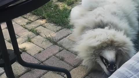 Cute Samoyed wants to play