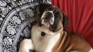 Saint bernard gets caught lying on black white chair