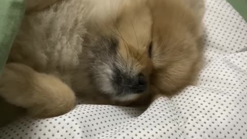 Look at the cute sleeping puppy