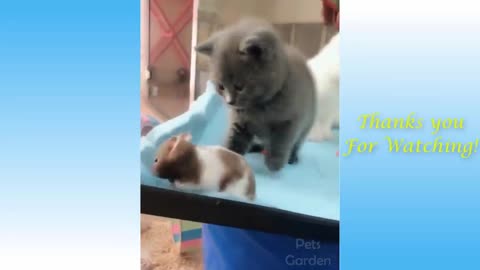Cute And Funny Cat'S Life