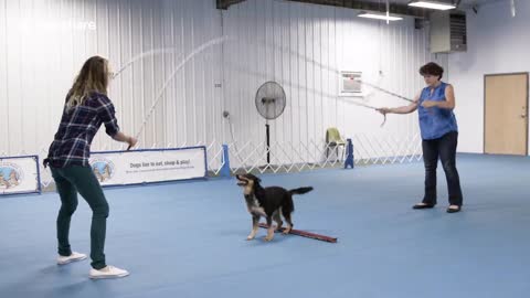 Dog leaps into Guinness World Records by jumping over 70 inches