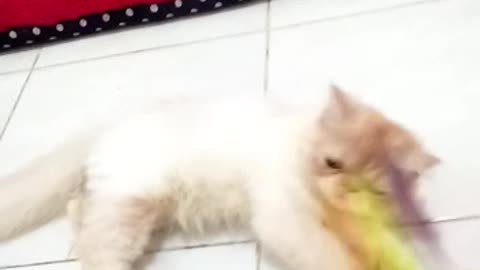 Cat Playing with Stick Toys