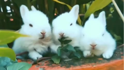 Cute Rabits