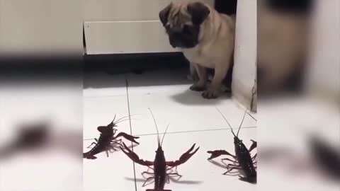 This dog is afraid of crayfish 😱