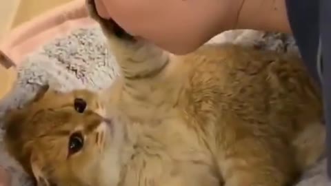 A girl kiss the cute cat so lovely this video