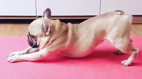 Doga Delight: Watch My Dog Master Yoga Moves!”