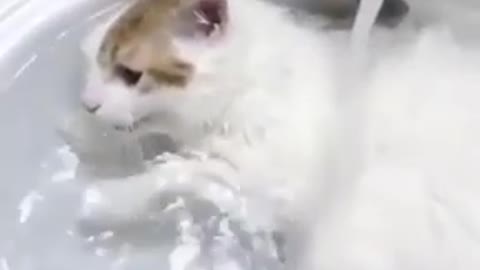 Time to shower dear cat