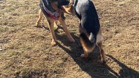 Two dogs wrestle