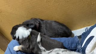 Australian Shepherd Puppies Playing at 4 Weeks