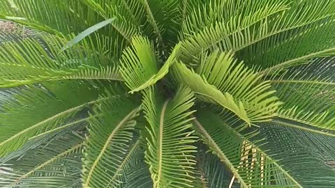 Beautiful Green Flower