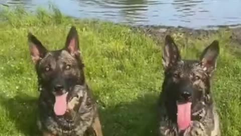 German Shepherd Dogs Training Video Dog