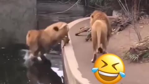 🤣Funny animal video 2021🤣