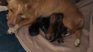 Saving Newborn Abandoned Puppies. Day 1