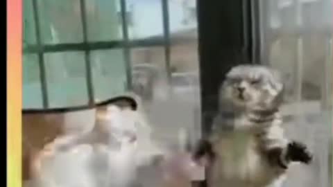 Best Funny Cat Videos Of This Week