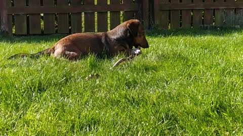 Cute jackweenie enjoys her stick