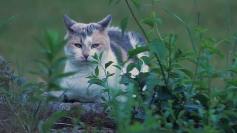 Stray Street Cat