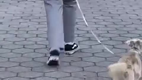 Check out how this dog decides to walk with its owner. So funny yet so weird!