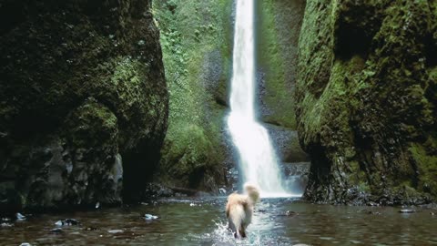 Perrito se baña en la cascada.