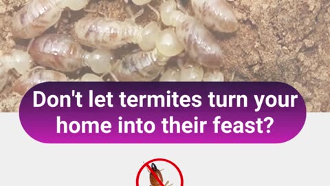 Best Termite Control in Chennai