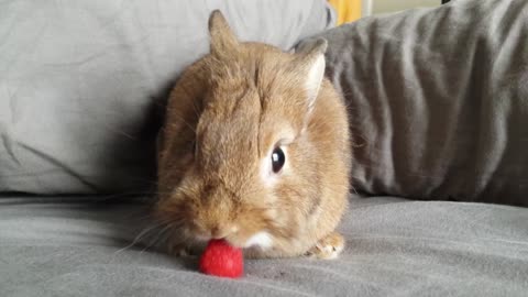 This Tiny Bunny Tried Raspberry For The First Time And Totally Loved It