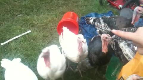 Are you Brave enough to hand feed the turkeys?