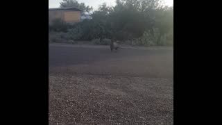 Wild Javelina Spotted in Black Canyon City