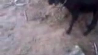 Goat playing football!Extremely Rare video in World!