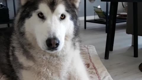 Malamute Flawlessly Sings Along To "If You're Happy And You Know It'