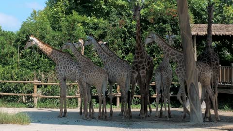 Group of Giraffes in the open zoo hide in the shade on hot summer day